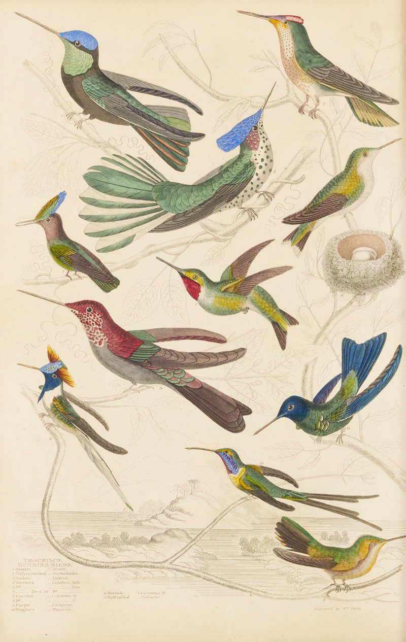 Humming birds by William MacGillivray, 1835-1839 — digital art print download