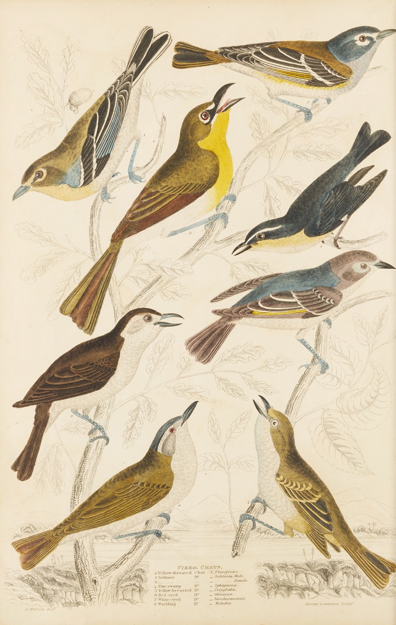 Chats by William MacGillivray, 1835-1839 — digital art print download