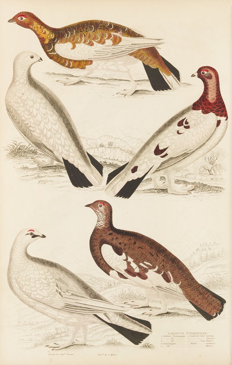 Ptarmigan by William MacGillivray, 1835-1839 — digital art print download