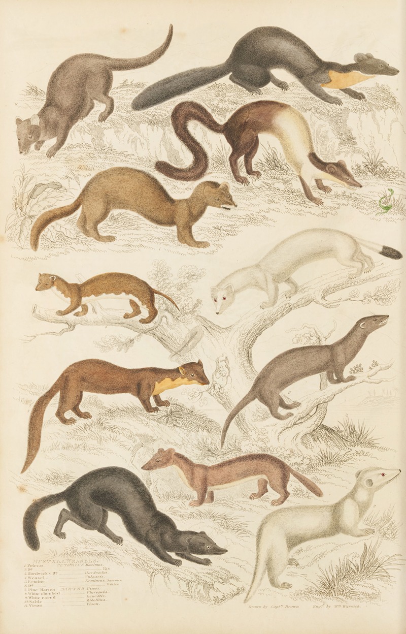 Weasels by William MacGillivray, 1835-1839 — digital art print download