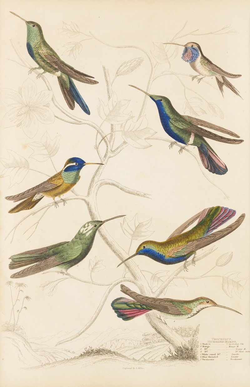 Humming birds by William MacGillivray, 1835-1839 — digital art print download