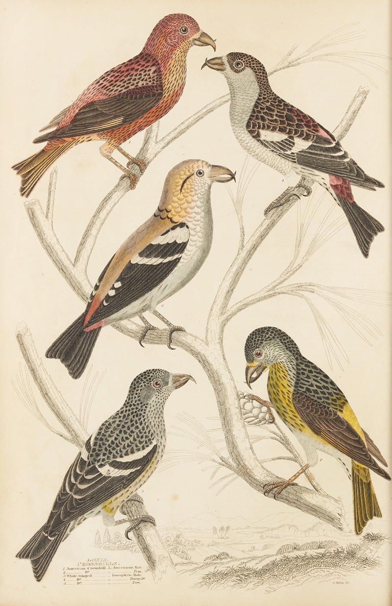 Crossbills by William MacGillivray, 1835-1839 — digital art print download