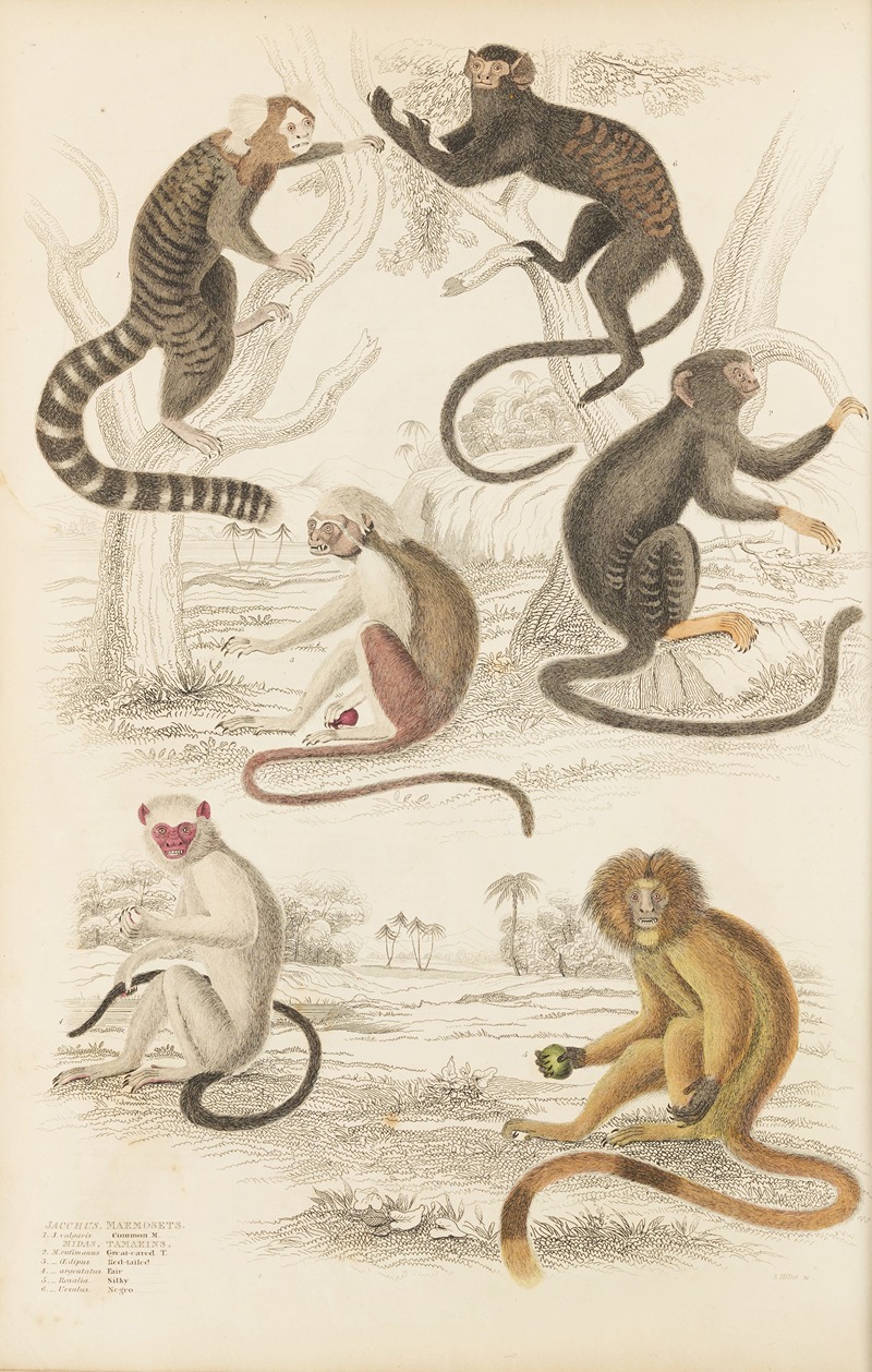 Marmosets by William MacGillivray, 1835-1839 — digital art print download