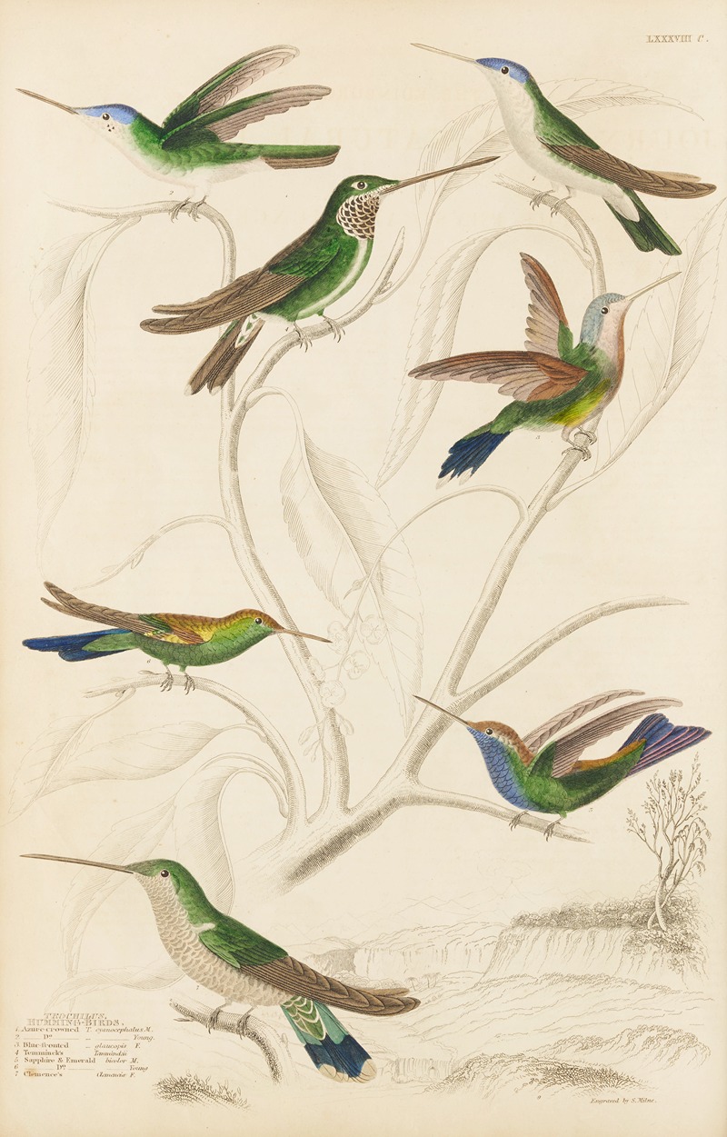Humming birds by William MacGillivray, 1835-1839 — digital art print download