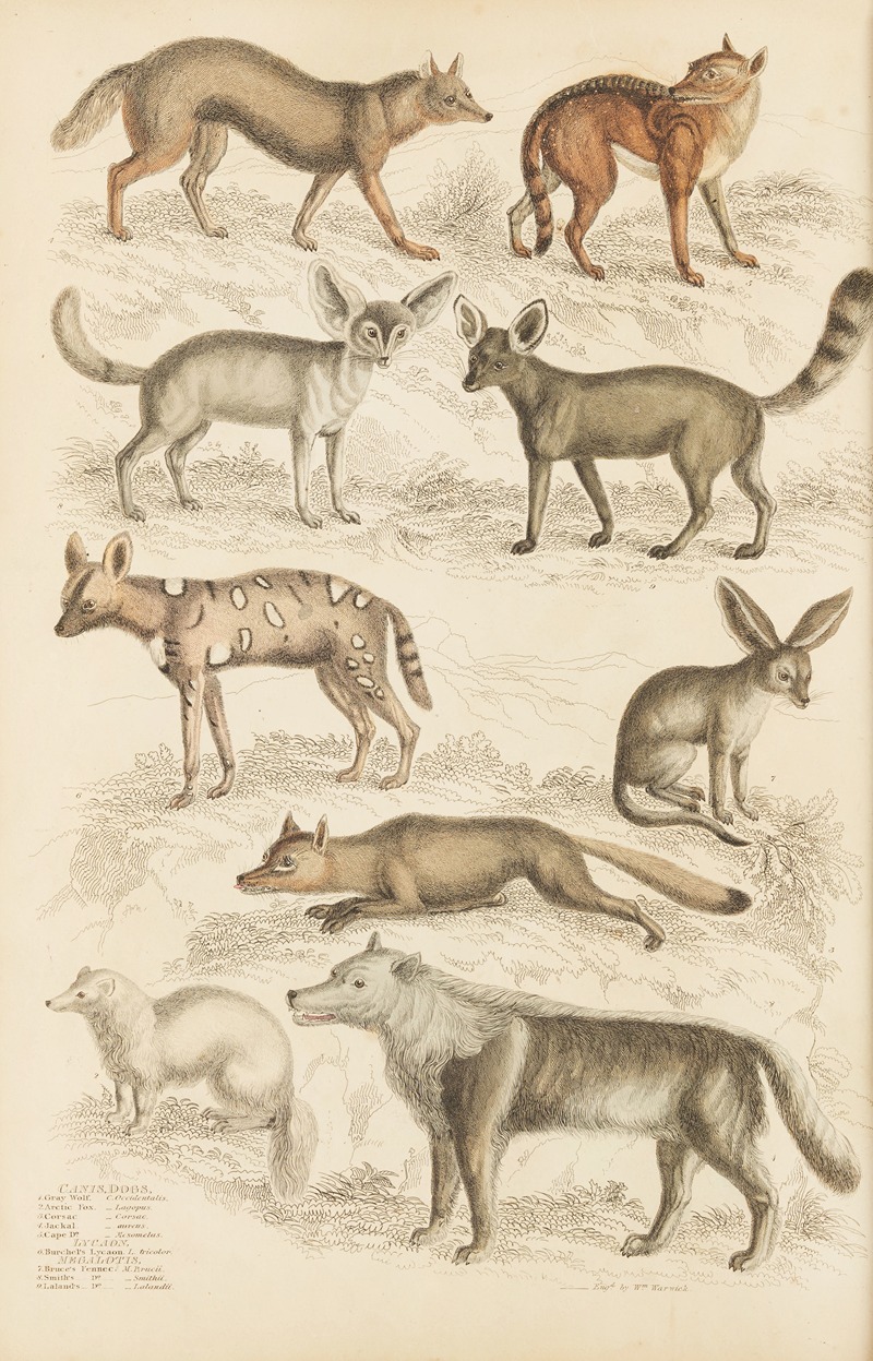 Dogs by William MacGillivray, 1835-1839 — digital art print download