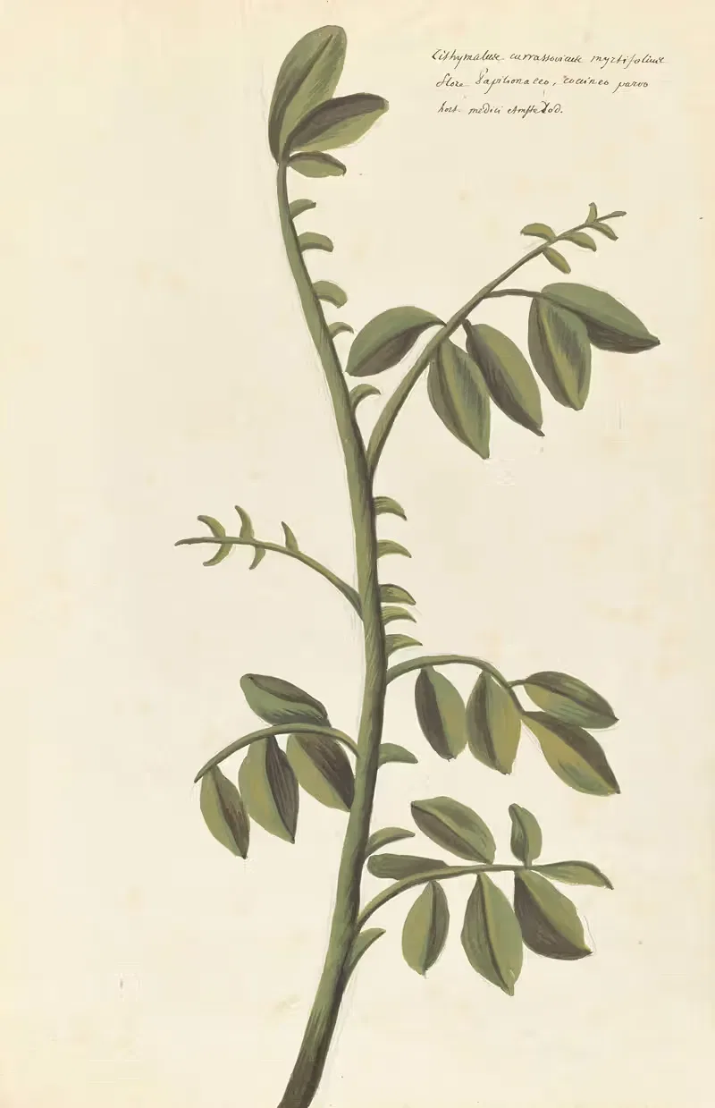 Plantes etrang par Aubriet Pl.094 — Claude Aubriet