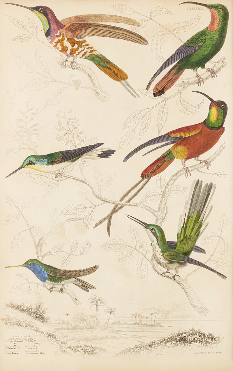 Humming birds by William MacGillivray, 1835-1839 — digital art print download