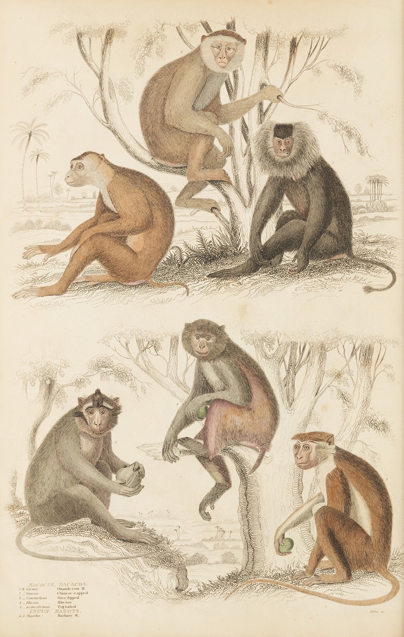Macacos by William MacGillivray, 1835-1839 — digital art print download