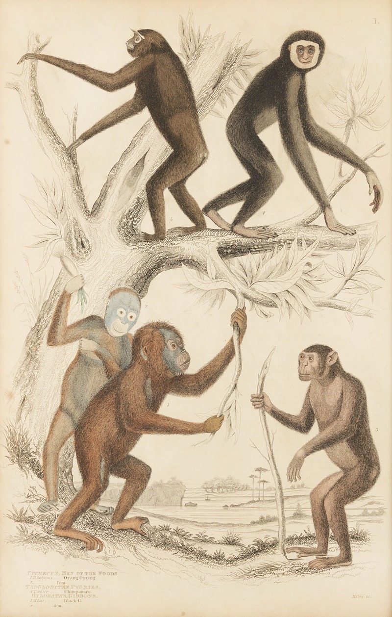 Men of the woods — William MacGillivray