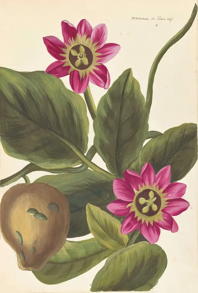 Plantes etrang par Aubriet Pl.095 — Claude Aubriet