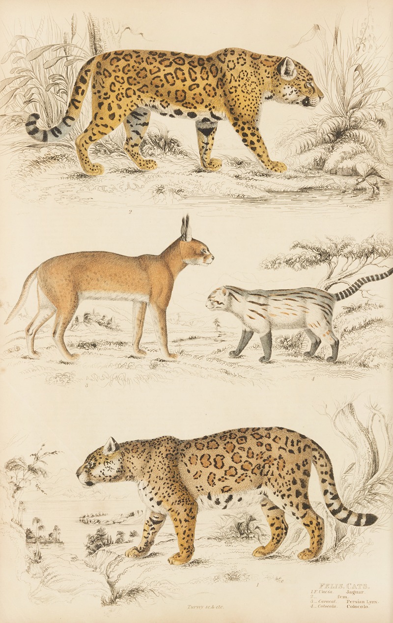 Cats by William MacGillivray, 1835-1839 — digital art print download