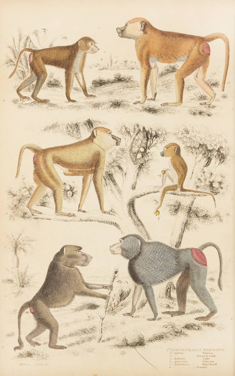 Baboons by William MacGillivray, 1835-1839 — digital art print download