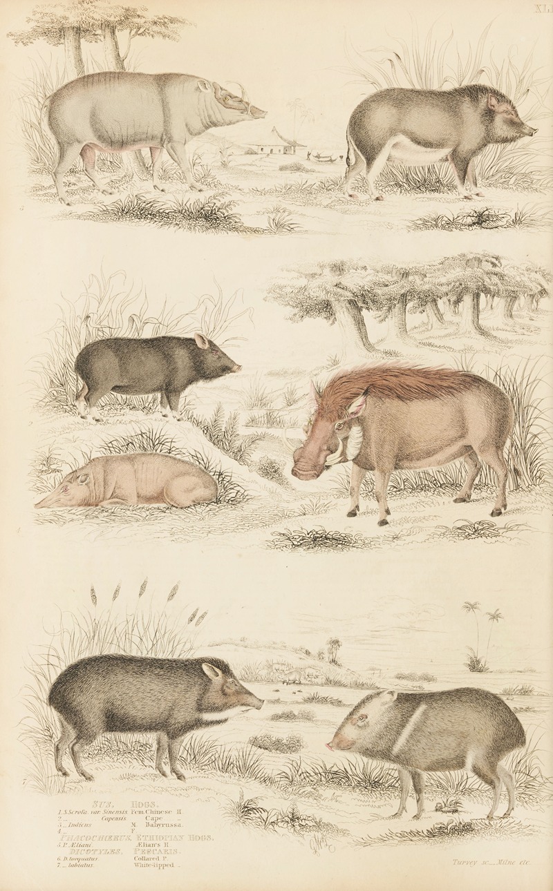 Hogs, Ethiopian Hogs, Peecaris by William MacGillivray, 1835-1839 — digital art print download