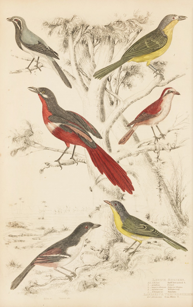 Shrikes, Thrush-Shrikes by William MacGillivray, 1835-1839 — digital art print download