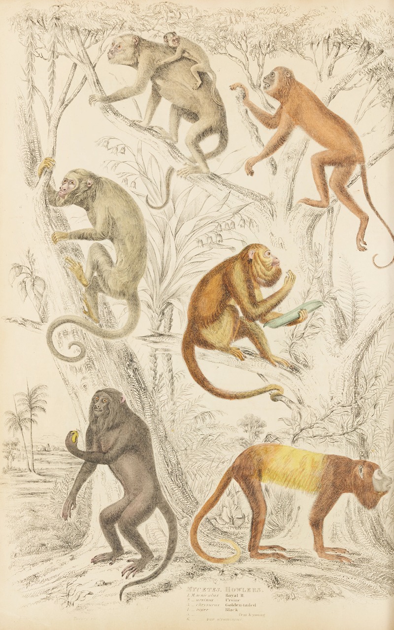 Howlers by William MacGillivray, 1835-1839 — digital art print download