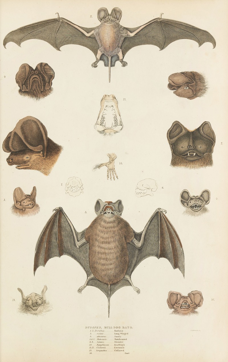 Bull dog bats by William MacGillivray, 1835-1839 — digital art print download