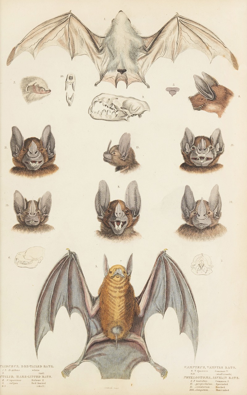 Bats by William MacGillivray, 1835-1839 — digital art print download