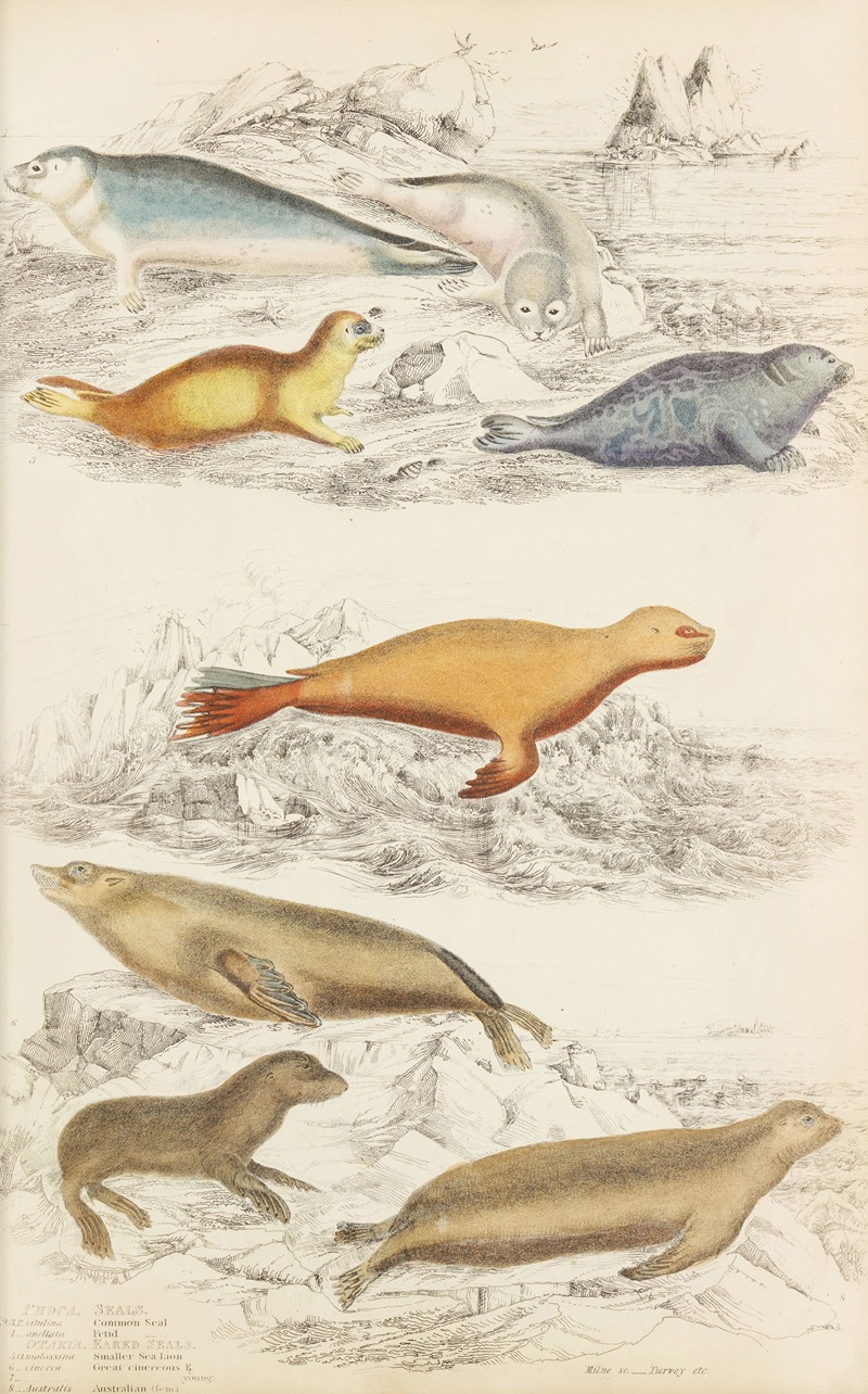 Seals by William MacGillivray, 1835-1839 — digital art print download
