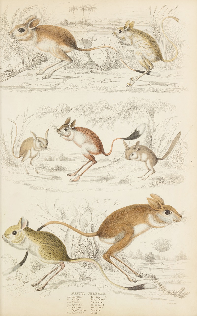 Jerboas by William MacGillivray, 1835-1839 — digital art print download