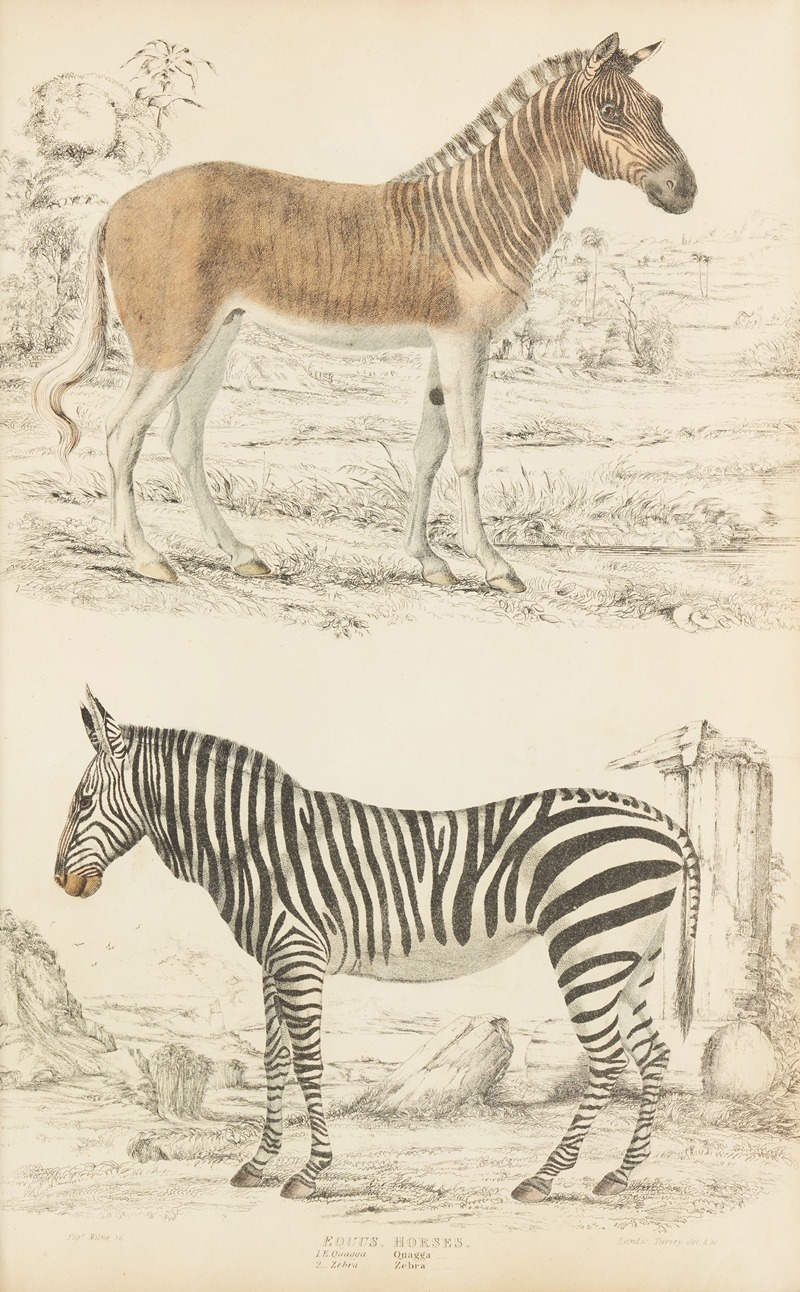 Horses – Quagga, Zebra by William MacGillivray, 1835-1839 — digital art print download