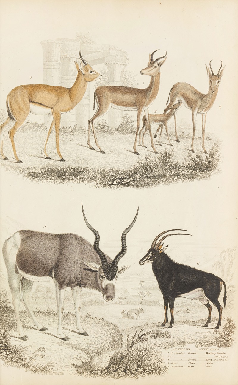 Antelopes by William MacGillivray, 1835-1839 — digital art print download
