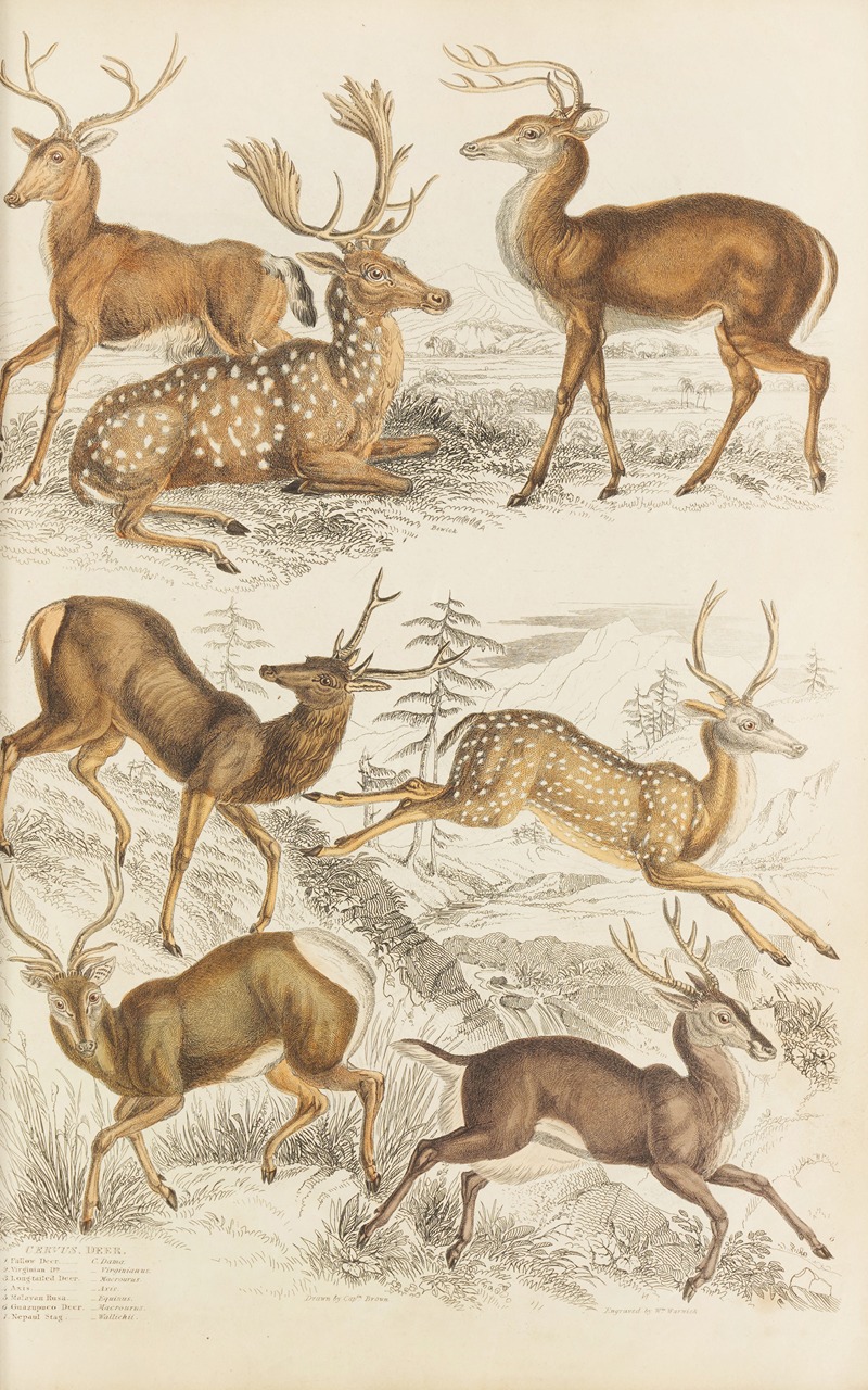Deer by William MacGillivray, 1835-1839 — digital art print download