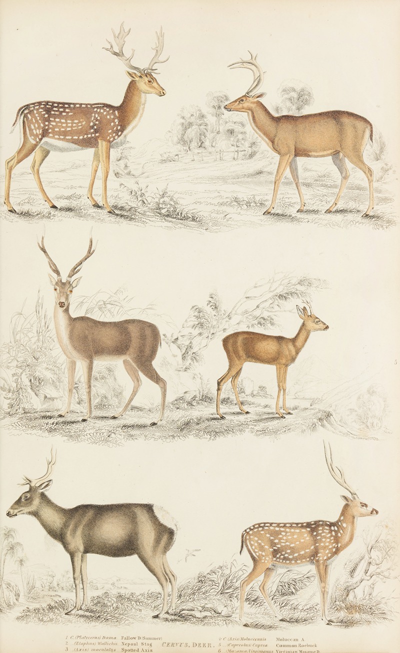 Deer by William MacGillivray, 1835-1839 — digital art print download