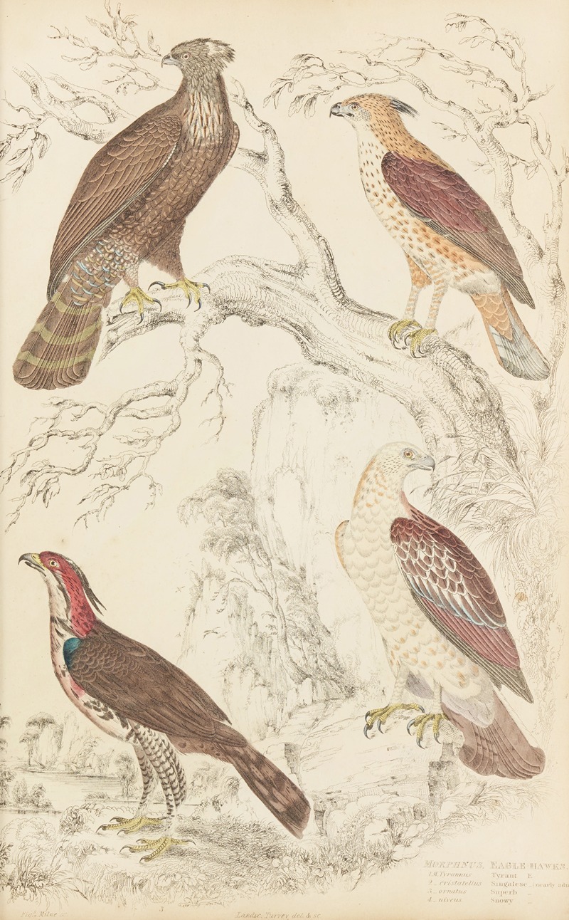 Eagle Hawks by William MacGillivray, 1835-1839 — digital art print download