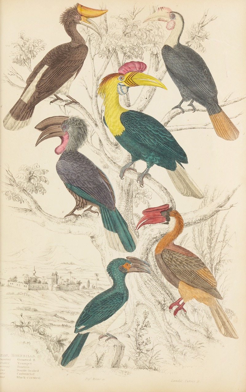 Hornbills by William MacGillivray, 1835-1839 — digital art print download