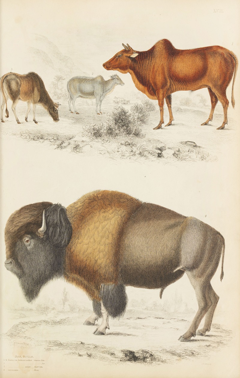 Bulls by William MacGillivray, 1835-1839 — digital art print download