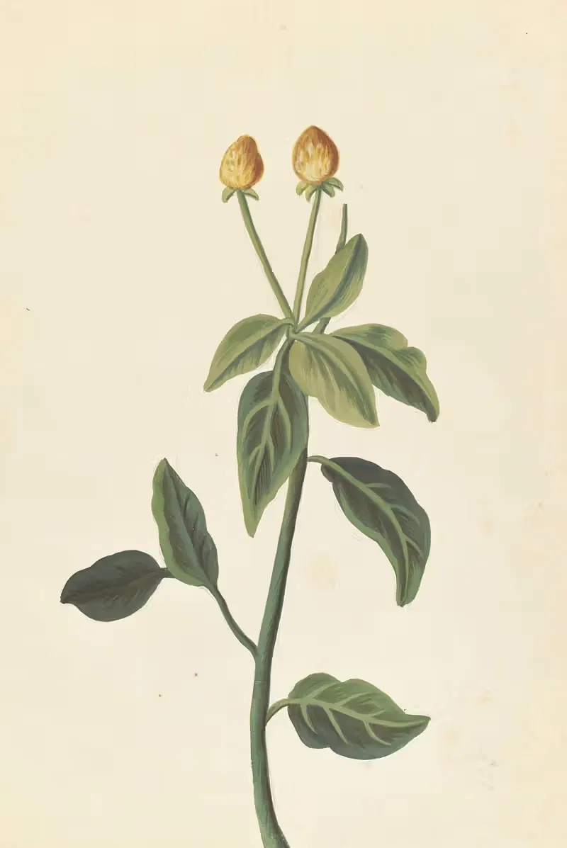 Plantes etrang par Aubriet Pl.103 — Claude Aubriet