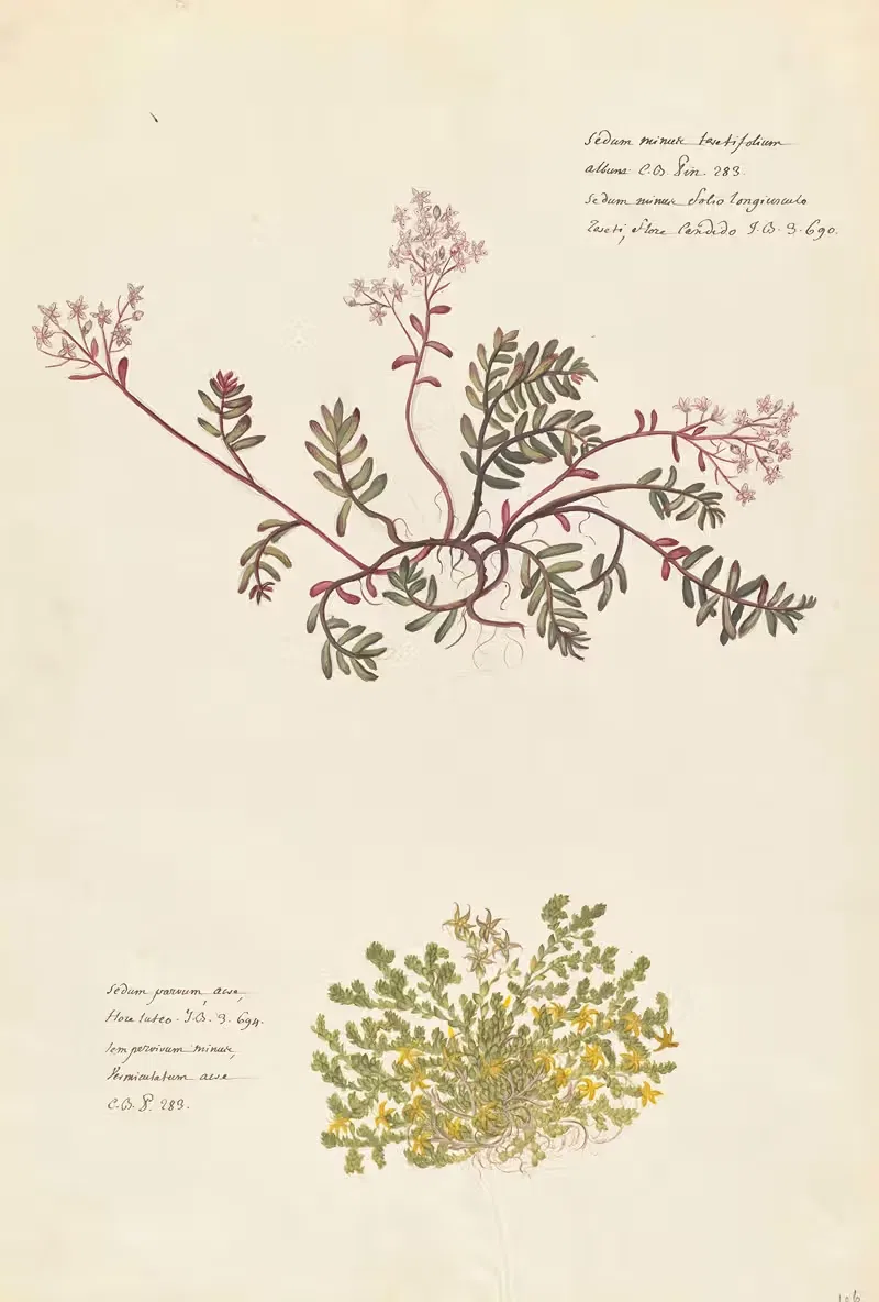Plantes etrang par Aubriet Pl.105 — Claude Aubriet