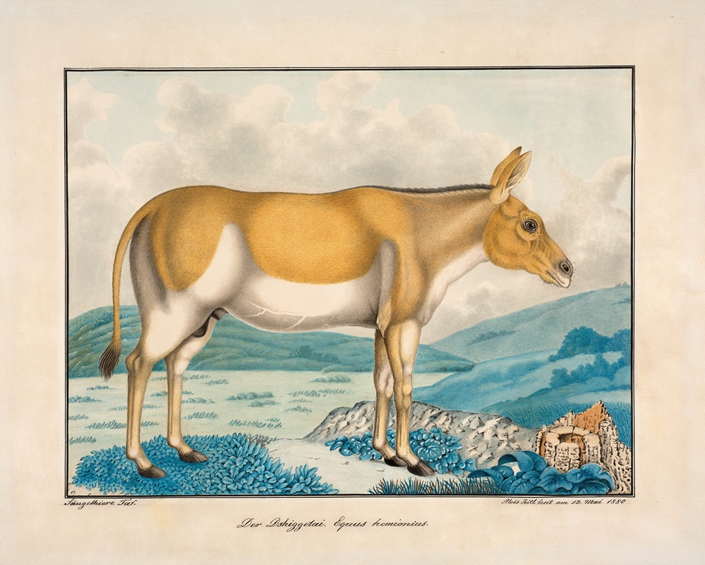 Der Dshiggetai Equus Hemionius by Aloys Zötl, 1880 — digital art print download