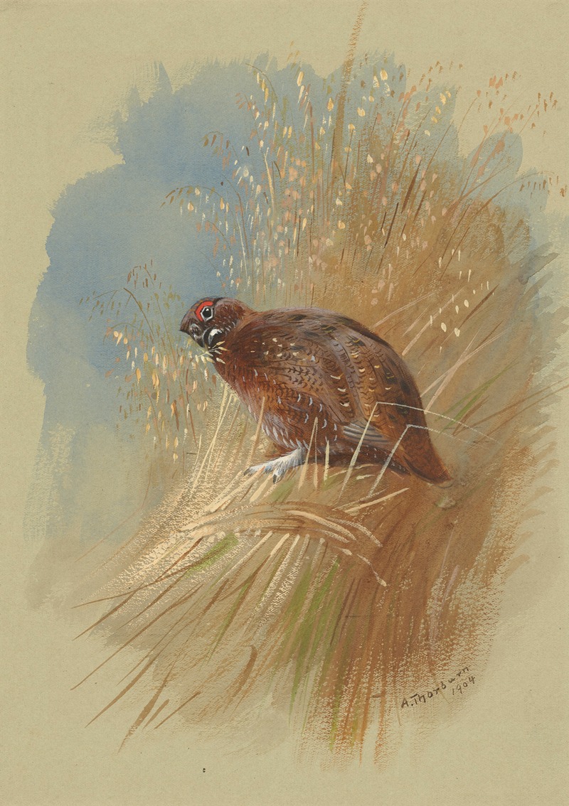 A grouse nestled in grassland by Арчибальд Торберн, 1904 — digital art print download