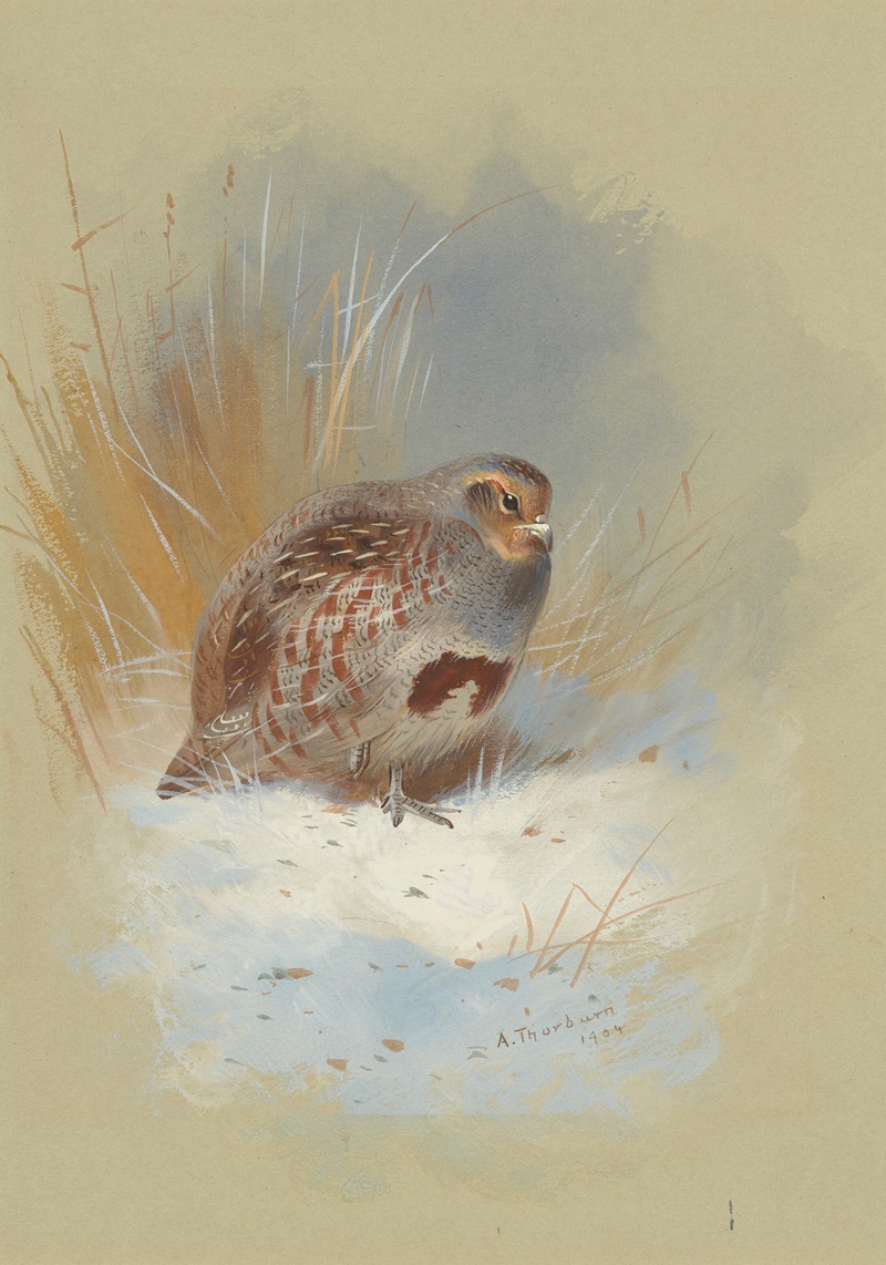 A partridge in the snow by Арчибальд Торберн, 1904 — digital art print download