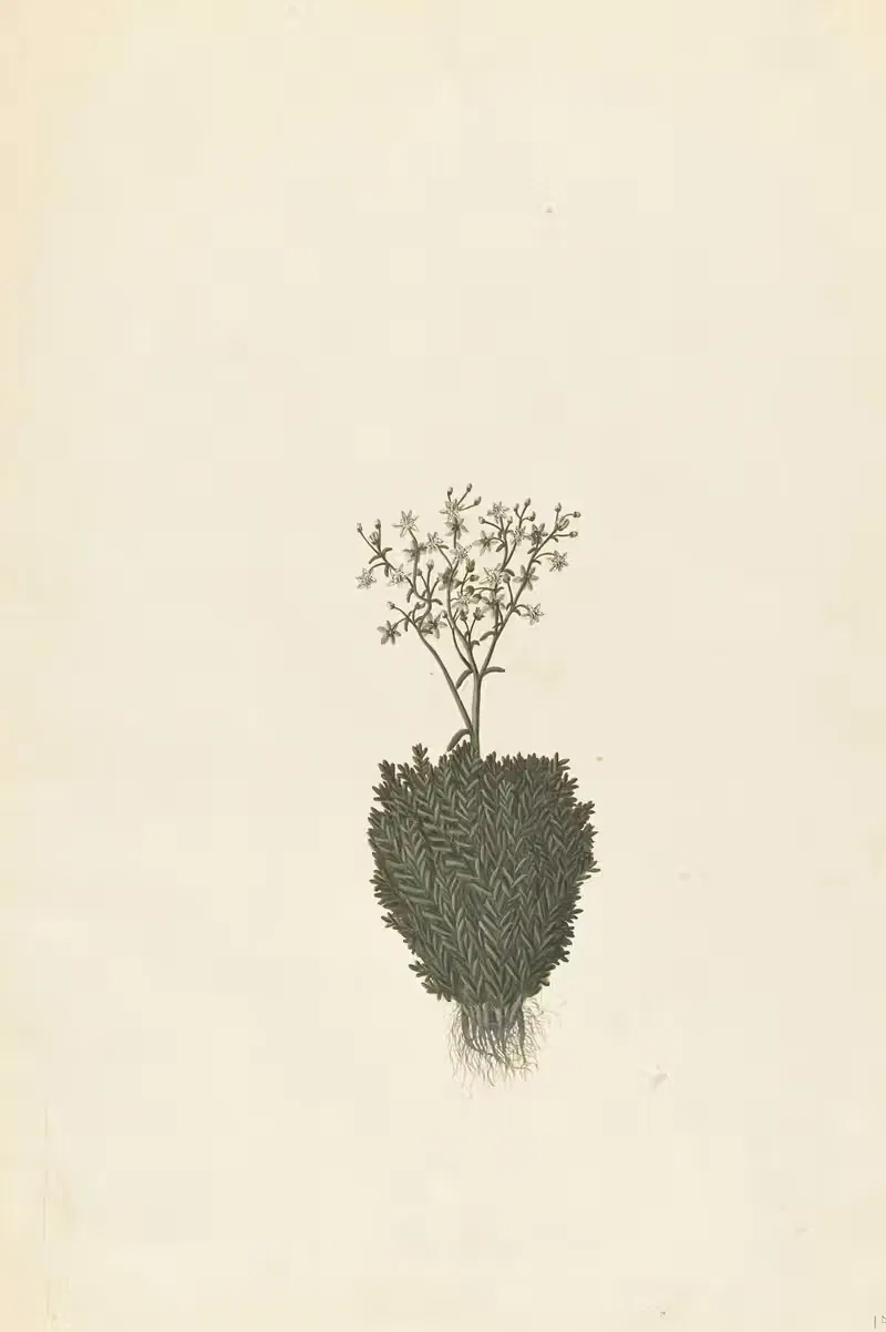 Plantes etrang par Aubriet Pl.108 — Claude Aubriet