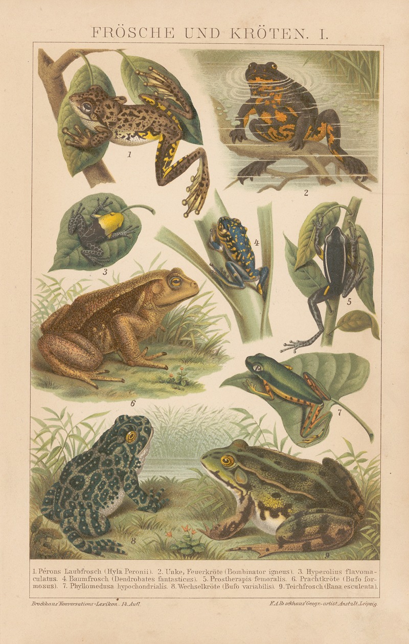 Frösche und Kröten by F.A. Brockhaus, 1897 — digital art print download