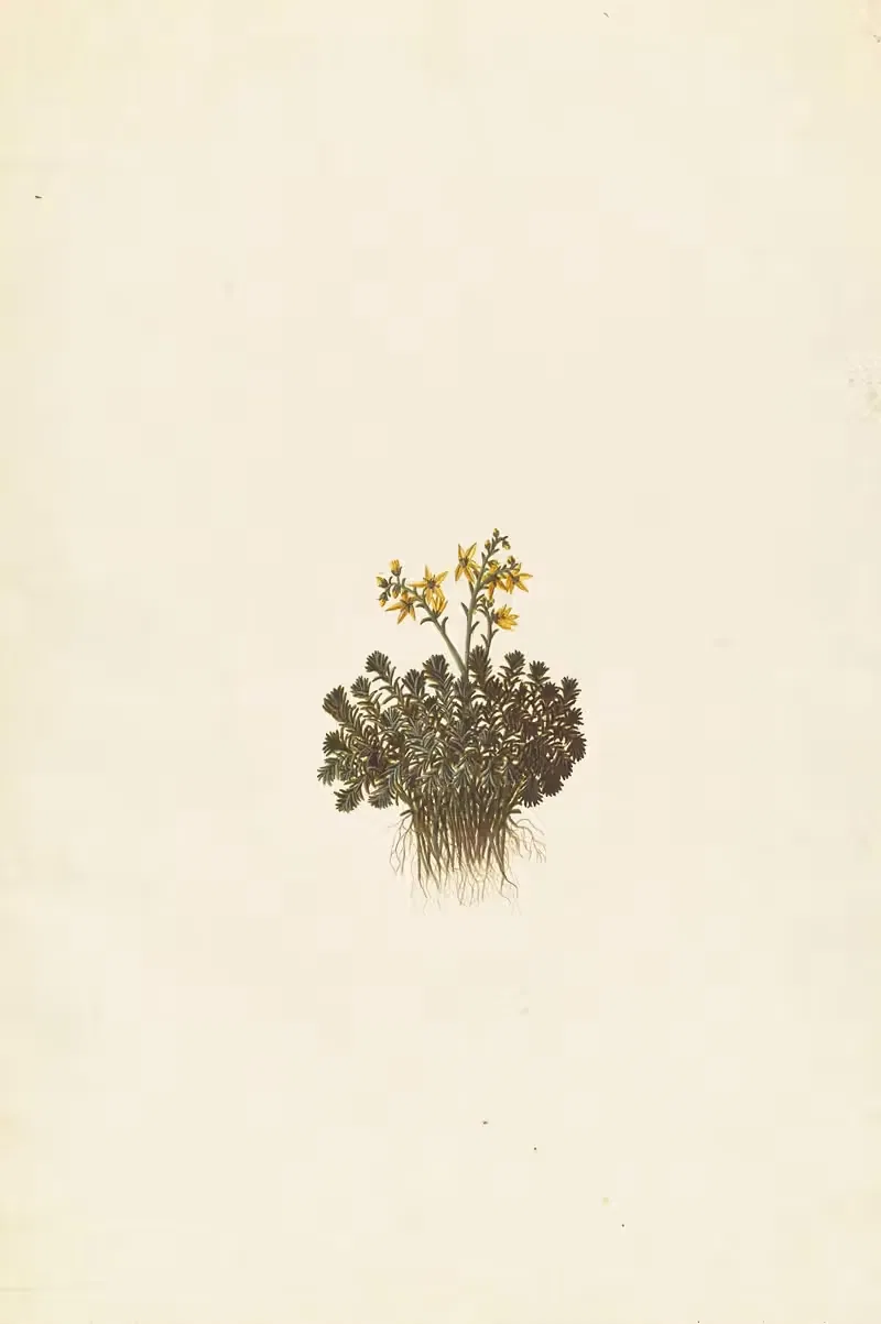 Plantes etrang par Aubriet Pl.109 — Claude Aubriet