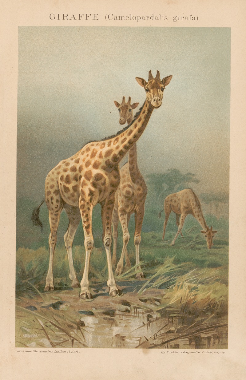 Giraffe by Ф.А. Брокгауз, 1897 — digital art print download