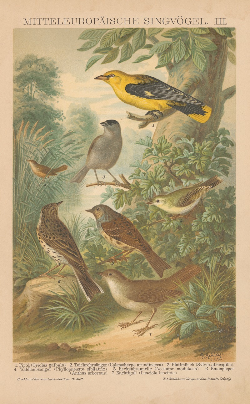 Mitteleuropäische Singvögel, III by Ф.А. Брокгауз, 1897 — digital art print download