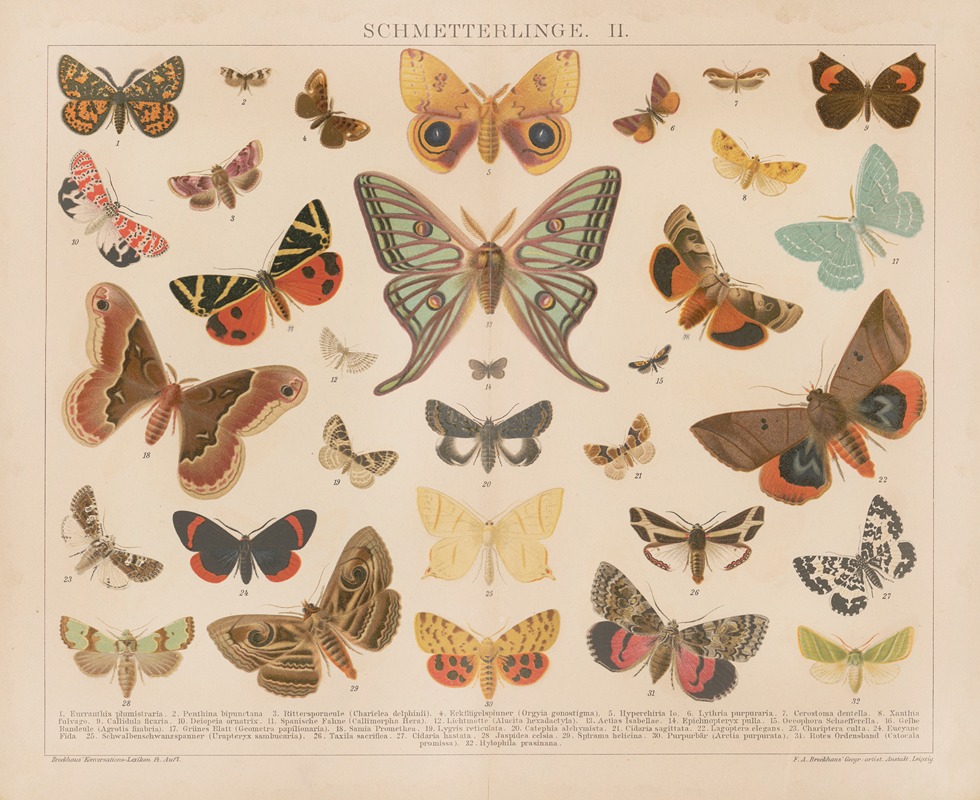Schmetterlinge. by Ф.А. Брокгауз, 1897 — digital art print download