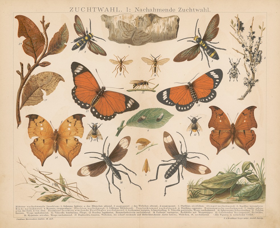 Zuchtwahl by F.A. Brockhaus, 1897 — digital art print download