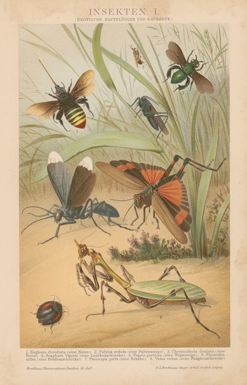 Insekten by Густав Мюцель, 1897 — digital art print download