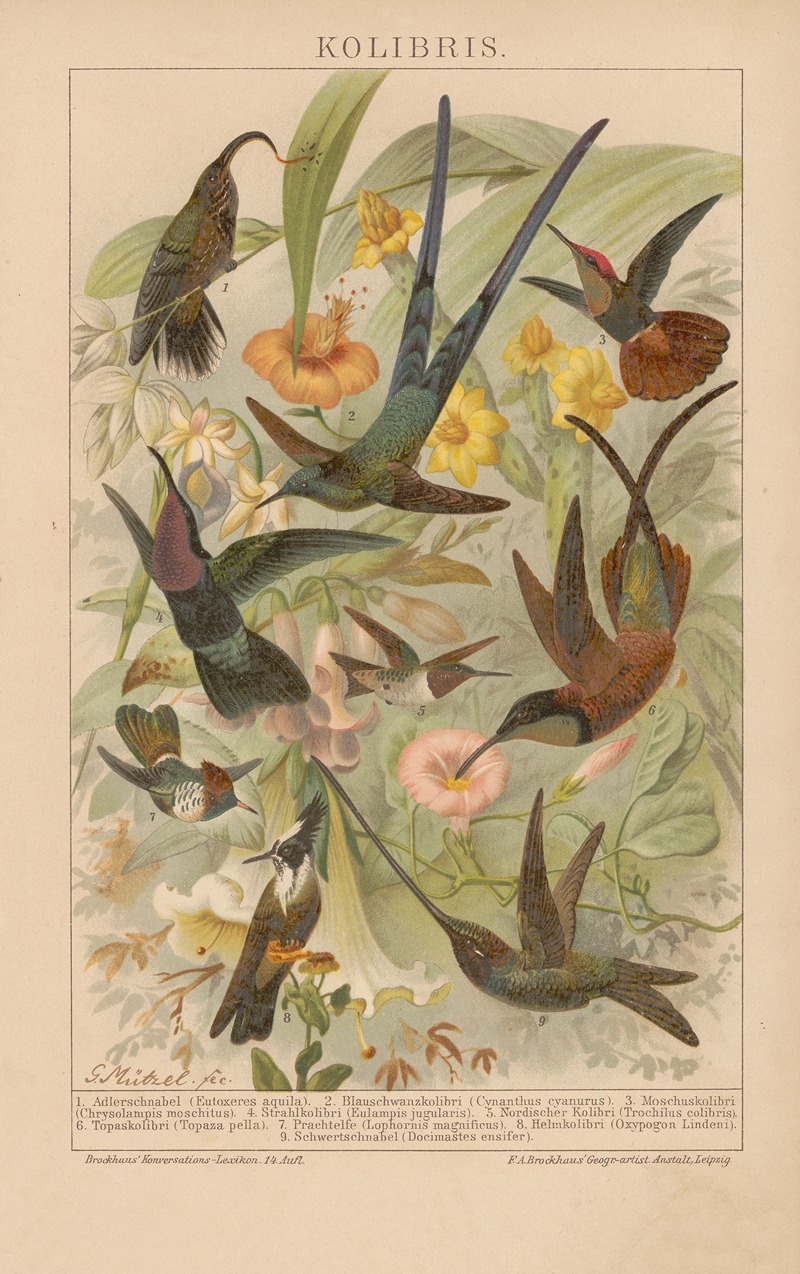 Kolibris by Густав Мюцель, 1897 — digital art print download