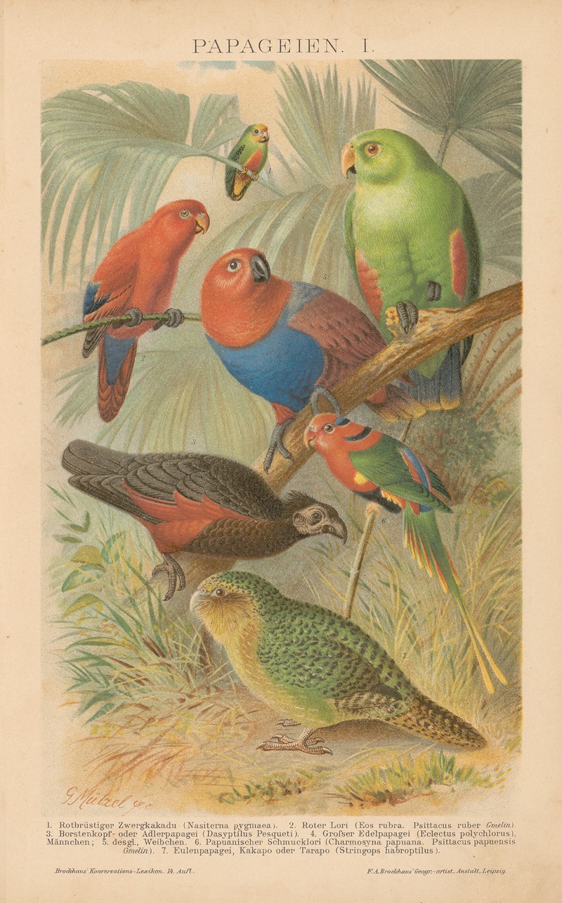 Papageien by Густав Мюцель, 1897 — digital art print download