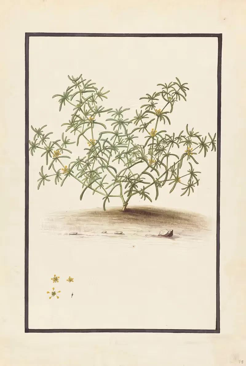 Plantes etrang par Aubriet Pl.112 — Claude Aubriet