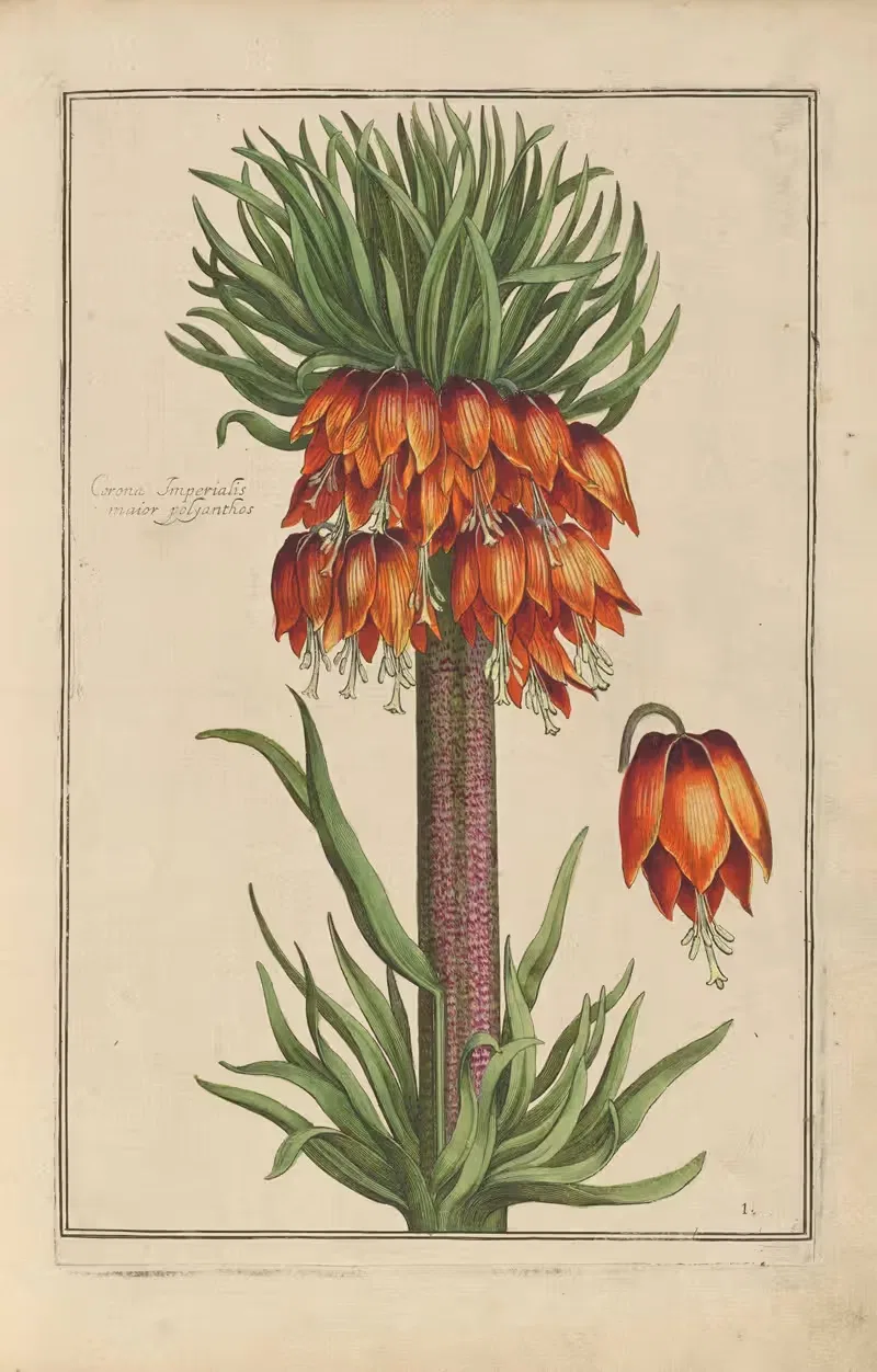 Theatrum florae Pl.03 by Daniel Rabel, 1622 — digital art print download