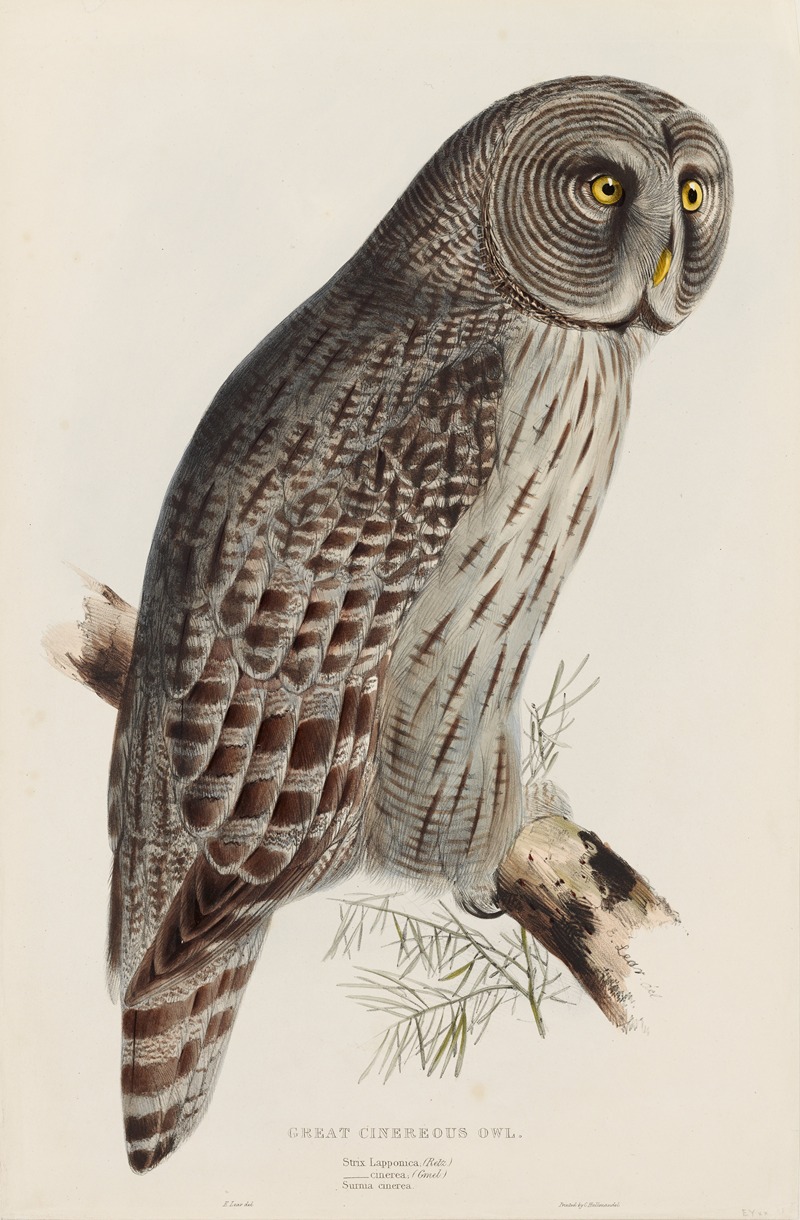 Great Cinereous Owl by Эдвард Лир — digital art print download