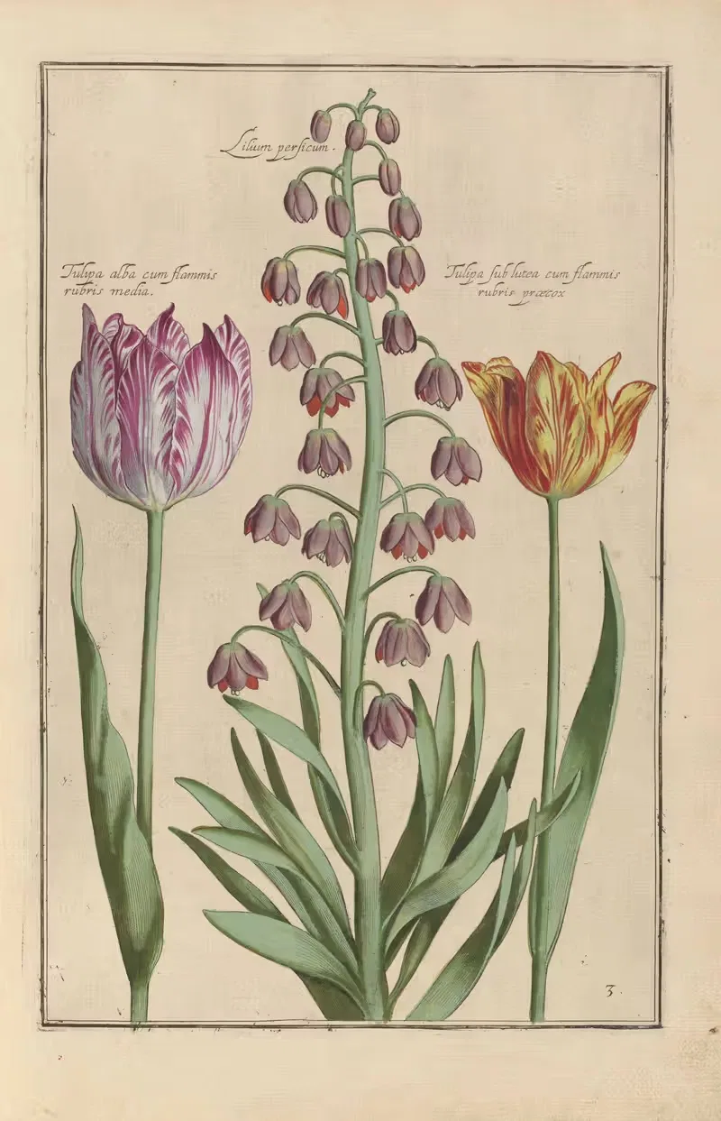 Theatrum florae Pl.05 by Daniel Rabel, 1622 — digital art print download