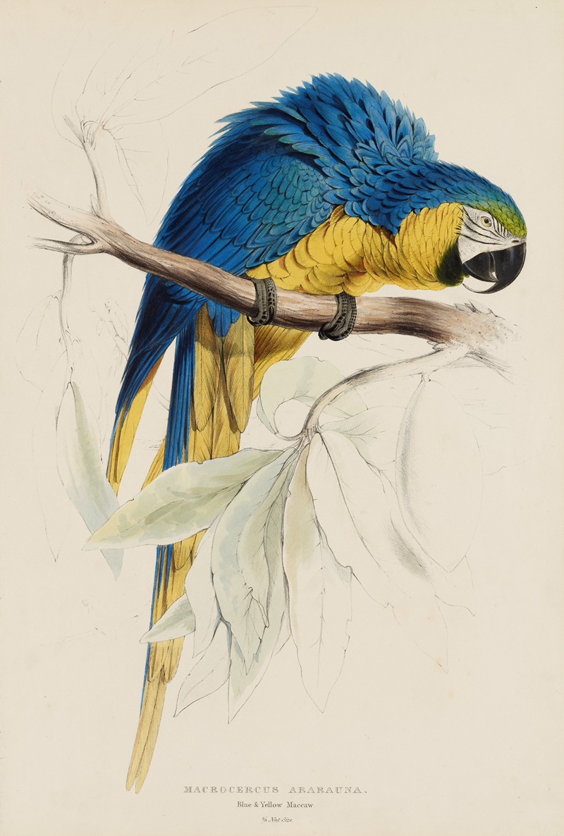 Macrocercus Ararauna. Blue & Yellow Macaw by Эдвард Лир — digital art print download